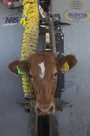 US to Begin Lifting Suspension on Mexican Cattle Imports Starting in August